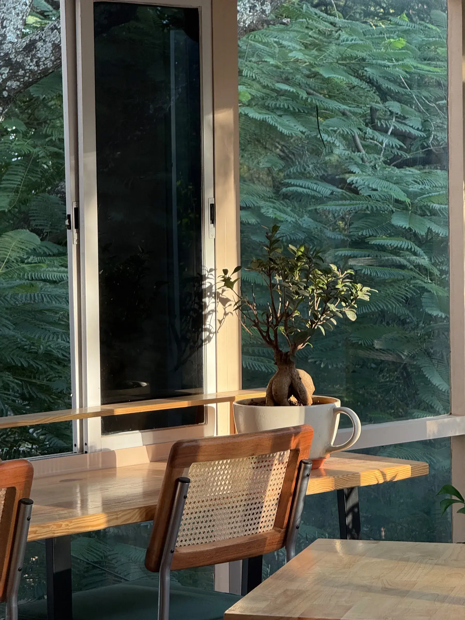 A bonsai in a cream pot on the window counter, a rattan chair and dense green leaves outside